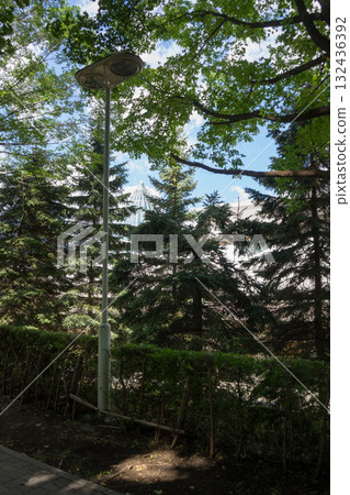 Landscape of miscellaneous forest Landscape of miscellaneous forest 132436392