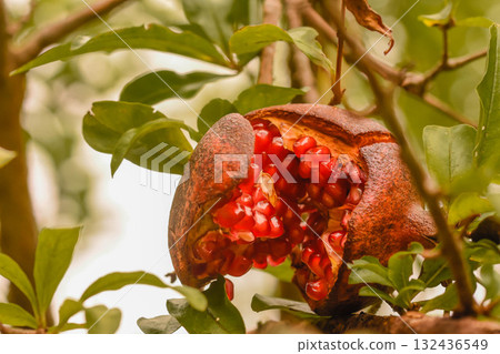 Autumn taste pomegranate Autumn taste pomegranate 132436549