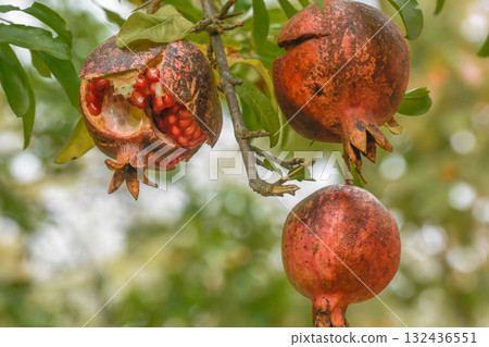 Autumn taste pomegranate Autumn taste pomegranate 132436551