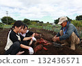 一家人正在收穫地瓜 132436571
