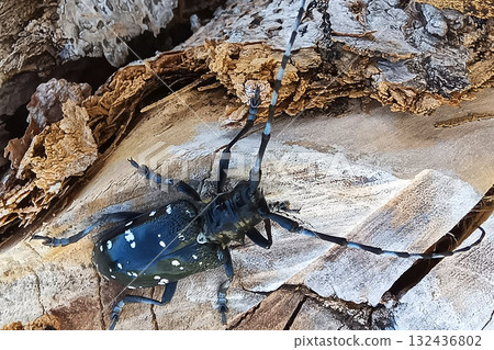 Affiliation 132436802