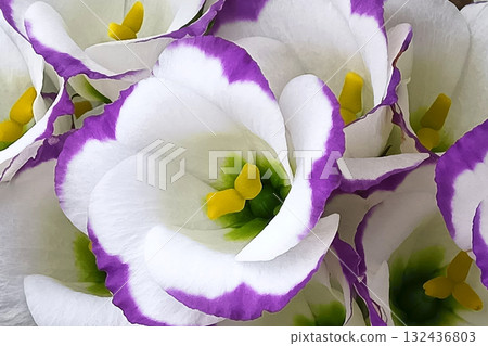 Lisianthus close-up 132436803