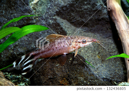Flagtail Porthole Catfish, a type of catfish, aquarium 132436805
