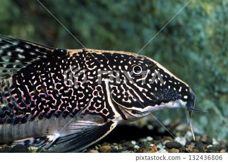 Corydoras barbatus (up) Catfish Corydoras barbatus (up) Catfish 132436806