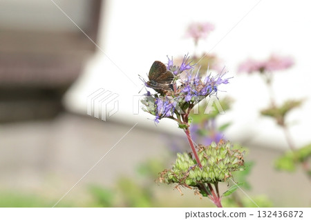 A butterfly sucking nectar from a purple flower of a flower that blooms in the autumn garden 132436872