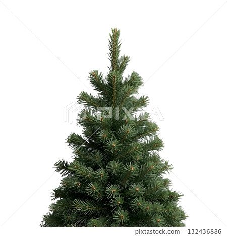 spruce tree isolated on white background 132436886
