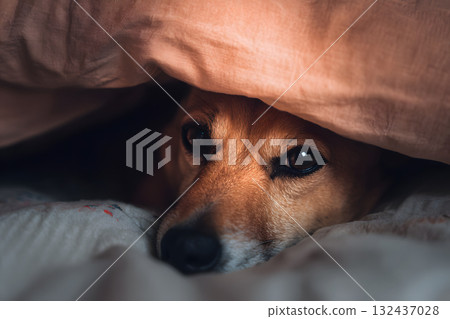 A dog peeking out from under the covers. A soothing photo that gives you a sense of warmth and security. 132437028