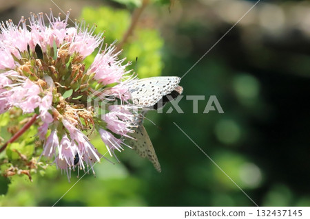 兩隻大和豇豆蝴蝶在秋日花園裡盛開的淡粉色雛菊花中吸食花蜜 132437145