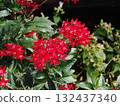 Red Pentas Flowers (Crimson Pentas) Red Pentas Flowers (Crimson Pentas) 132437340
