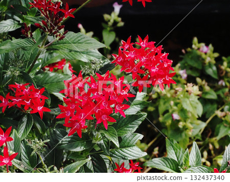 Red Pentas Flowers (Crimson Pentas) Red Pentas Flowers (Crimson Pentas) 132437340