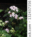 Pale pink pentas (Pentas japonica flowers) Pale pink pentas (Pentas japonica flowers) 132437356