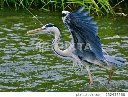 A grey heron hunting small fish. A grey heron hunting small fish. 132437368