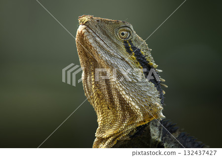 Eastern Water Dragon Eastern Water Dragon 132437427