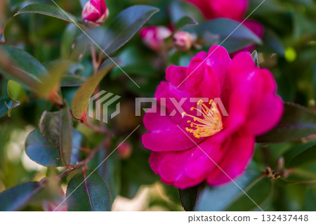 Red sasanqua flower 132437448