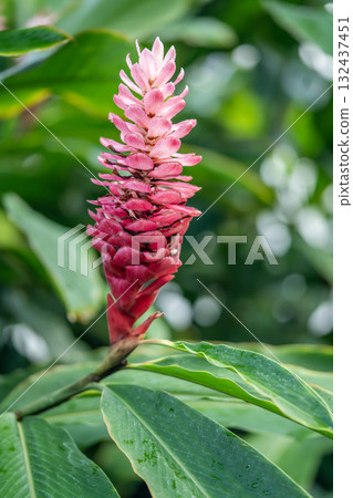 Alpinia · Plura flowers 132437451