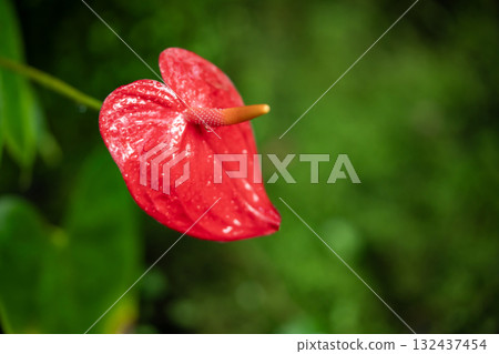 Anthurium 132437454
