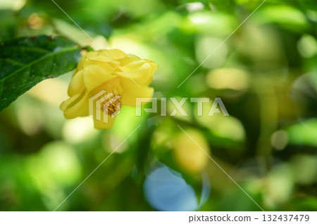 Camellia 132437479