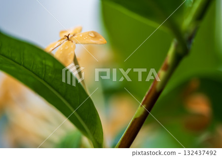 Yellow Ixora 132437492