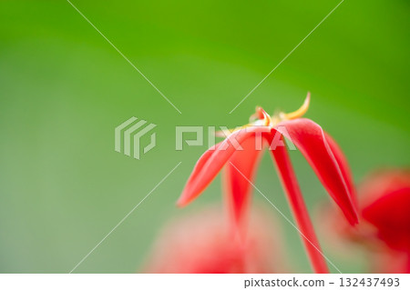Ixora Ixora 132437493