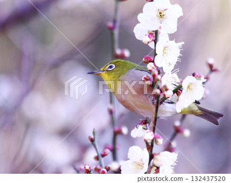 梅羅停在梅花枝上 132437520