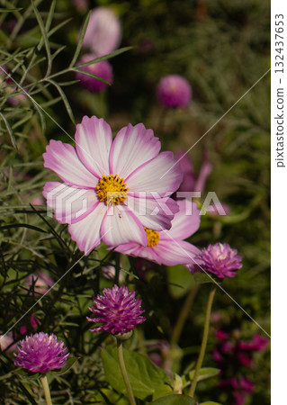 Cosmos in full bloom 132437653