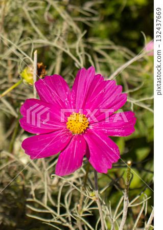 Cosmos in full bloom 132437669