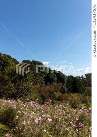 Sunny autumn day scenery 132437670