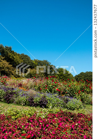 Sunny autumn day scenery 132437677