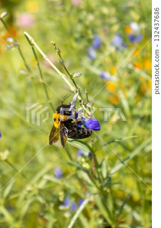 A honeybee sucking nectar from a blue flower A honeybee sucking nectar from a blue flower 132437686