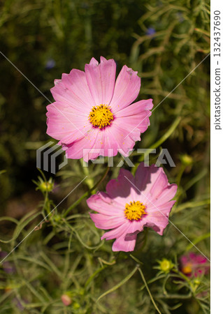 Cosmos in full bloom 132437690