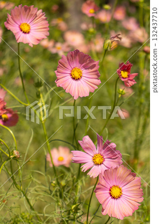 Cosmos in full bloom Cosmos in full bloom 132437710
