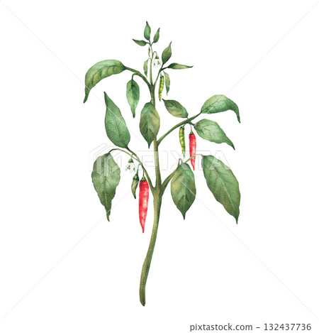 Chili pepper plant with red end green pepper pods, flowers and leaves. Botanical hand drawn watercolor illustration. Hot red spicy vegetables for food, spice label, gardening. Isolated from background 132437736