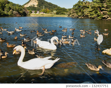 Waterside scenery, wild birds 132437751