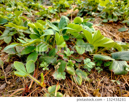 Young strawberry plants growing in soil. Young strawberry plants growing in soil. 132438281