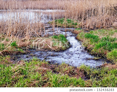Muddy puddle near pond surrounded by reeds. Muddy puddle near pond surrounded by reeds. 132438283