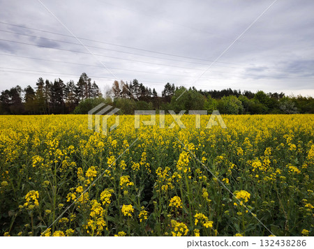 Yellow rapeseed field under a cloudy sky. 132438286
