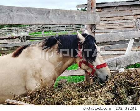 Horse with black mane eating hay in a wooden paddock. Horse with black mane eating hay in a wooden paddock. 132438291