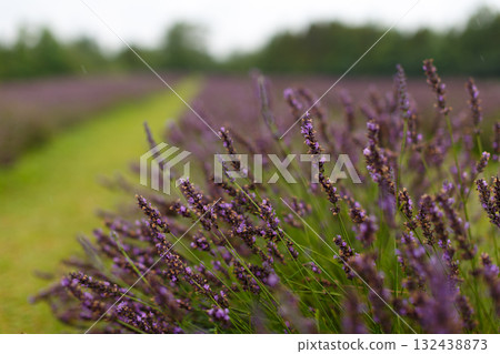 Lavender Flower Field with Green Path Leading into Distance Lavender Flower Field with Green Path Leading into Distance 132438873