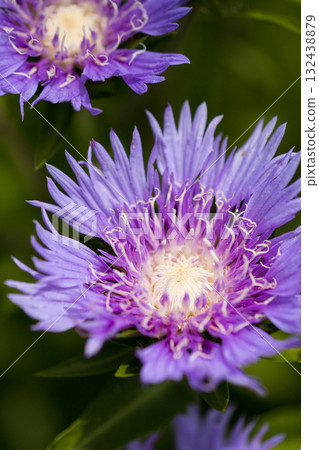 Macro Close-up of Purple Aster Flower Center and Petals 132438879