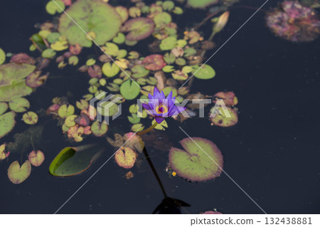 Single Purple Water Lily Surrounded by Lily Pads on Dark Water Single Purple Water Lily Surrounded by Lily Pads on Dark Water 132438881