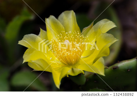 Macro Close-up of Bright Yellow Prickly Pear Cactus Flower 132438892