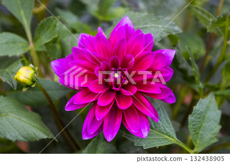 Vibrant Magenta Purple Dahlia Vibrant Magenta Purple Dahlia 132438905