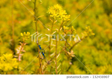 Blue Damselfly Resting on Yellow Sedum Plant Macro Blue Damselfly Resting on Yellow Sedum Plant Macro 132438907
