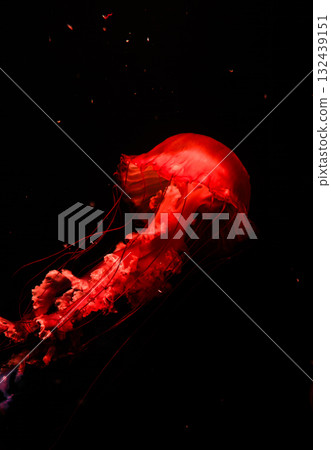 Pacific sea nettles, aquatic animals in the sea Pacific sea nettles, aquatic animals in the sea 132439151