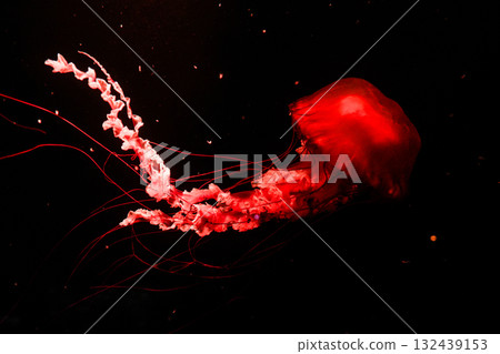 Pacific sea nettles, aquatic animals in the sea 132439153