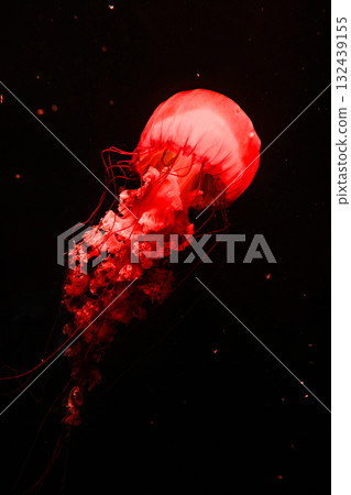Pacific sea nettles, aquatic animals in the sea Pacific sea nettles, aquatic animals in the sea 132439155