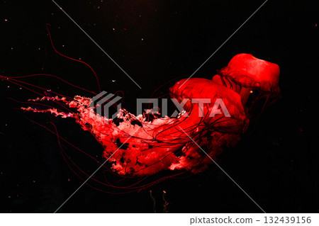 Pacific sea nettles, aquatic animals in the sea 132439156