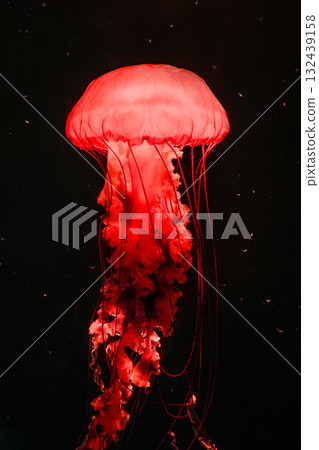 Pacific sea nettles, aquatic animals in the sea 132439158