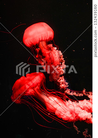 Pacific sea nettles, aquatic animals in the sea 132439160