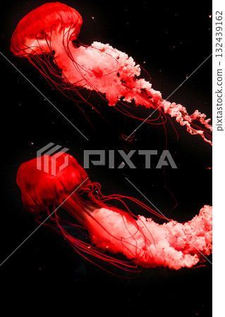 Pacific sea nettles, aquatic animals in the sea 132439162